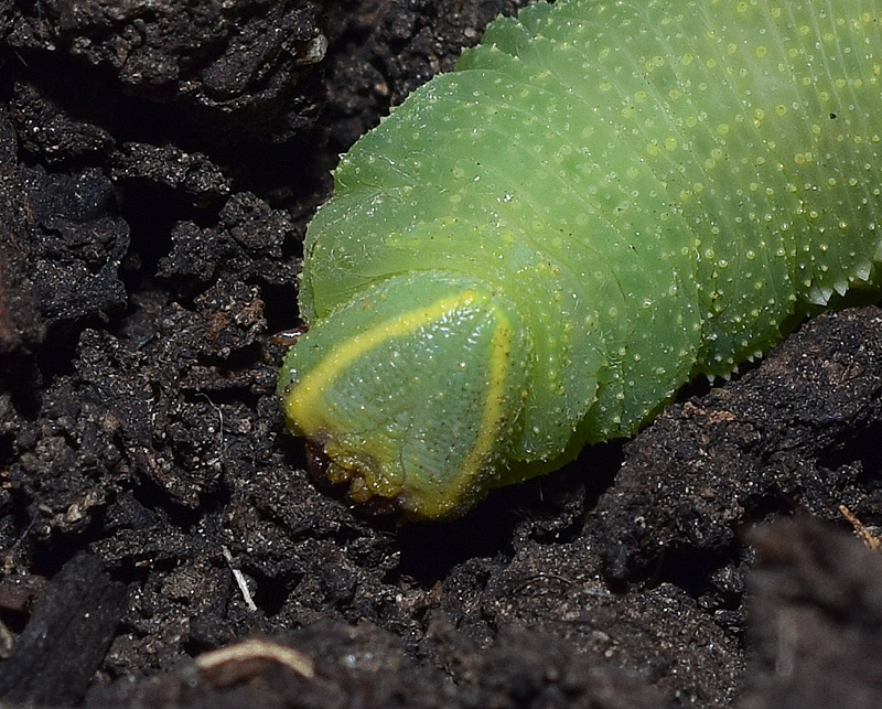 Ciclo vitale di Laothoe populi, Sphingidae